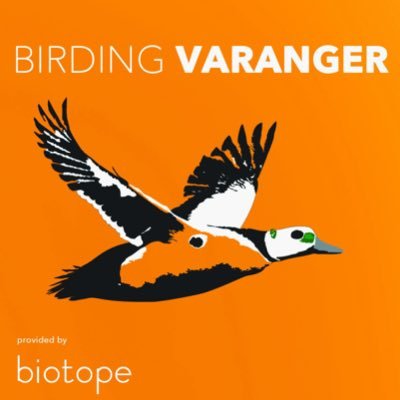 Varanger / Arctic Norway: Bird news from the accessible Arctic, provided by @BiotopeOffice