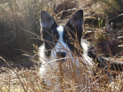 I live on a hill farm and a shepherdess I like the outdoor life and my collie dogs,