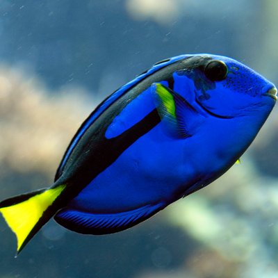 El Pez Azul Pablopitufito Twitter
