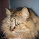 Steve Chesnut - @CoonCatInfo - Twitter