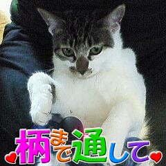 64018ichi's profile picture. 15歳娘の母。煩悩と本能と欲望の赴くまま生きてるぬるいオタク。遠い過去に成人済。基本は夢/NL属性だが腐も嗜む。
審神者歴10年の柄ラーで豊前の女で本丸箱推し。刀ミュ沼に沈んで早数年。
審神者兼深空ハンター兼マスター兼猫の奴隷。ホムラとマヒルに傾慕∞の激重感情をぶつける日々。
立花裕大くん推し。
ポイ活等の勧誘お断り。