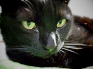 ねこ好き。くるり好き。ナンバガ好き。馬好き🔰。乗馬初心者🔰。スマホに物理キーボードつけたい。馬券を買うことができる歳。