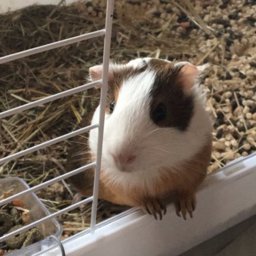 Nina_Cui_Cui's profile picture. 