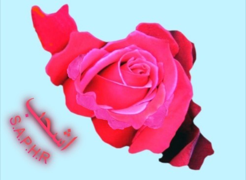 S_A_P_H_R's profile picture. 