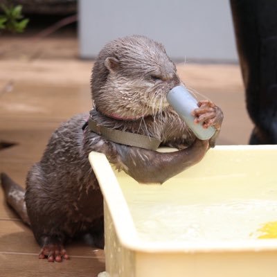 うそかわさん Rabirabi37 Twitter うそかわさん Rabirabi37 Twitter