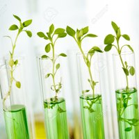 Plant Genomics(@PlantGenomics) 's Twitter Profile Photo
