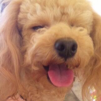Thico おばあちゃん犬には見えないエヴァ 今日も可愛い 親バカですね エヴァのお耳のようなパーマがかけられたらいいのになぁと羨ましく思いながらいつもお手入れしてます トイプードル 可愛い犬 おばあちゃん犬 お耳の毛が素敵 Thico おばあちゃん犬には見えないエヴァ 今日も可愛い 親バカですね エヴァのお耳のようなパーマがかけられたらいいのになぁと羨ましく思いながらいつもお手入れしてます トイプードル 可愛い犬 おばあちゃん犬 お耳の毛が素敵