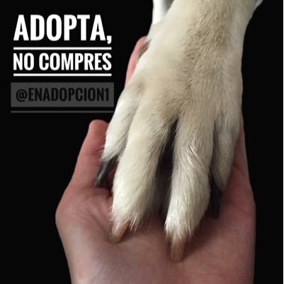 Difusión de animales en adopción en España 🐾