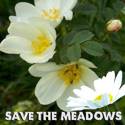 A group  promoting the positive use of Merlin Woods and its meadows #savethemeadows