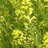 OrganicThinking's profile image