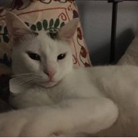 砂漠猫(@mysaudicat) 's Twitter Profile Photo