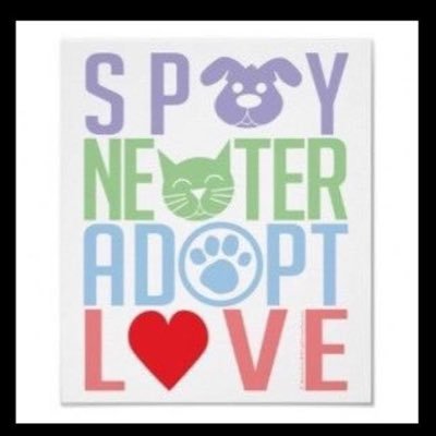 Assistant Director at PawSafe Animal Rescue