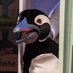 Mr Popper's Penguins (@popper_penguins) Twitter profile photo Mr Popper's Penguins (@popper_penguins) Twitter profile photo