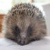 Hedgehog Haven Essex (@Hedgehog_Haven_) Twitter profile photo