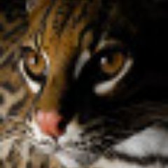 Félin pythonneux et ubunteros membre du prestigieux TdCT.
Gauchiste du web
#mastodon https://t.co/lTxaYHsy92