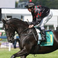 RICHARDSON RACING (@rracingstables) 's Twitter Profile Photo RICHARDSON RACING (@rracingstables) 's Twitter Profile Photo