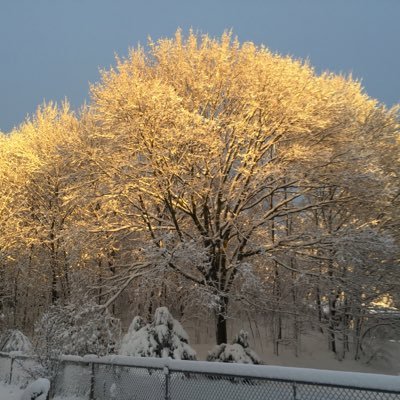 kinverwolf's profile picture. 