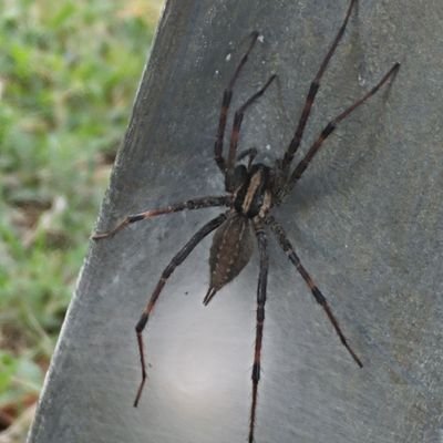 xPANDAxGAMINGx's profile picture. Chill Hoes