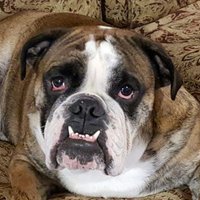 Athena and Winston (@ginaclay) 's Twitter Profile