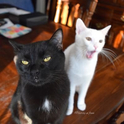 leeroy_n_finn's profile picture. Tall tails of 2 East Tennessee rescues. •Leeroy  adopted 3.5.15 ♡'s bags & Meowmy's lap. 
•Finn  adopted 1.7.16 ♡'s purring & chasing brother