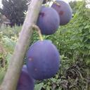 Roger Chestnut - @rogerchestnut - Twitter