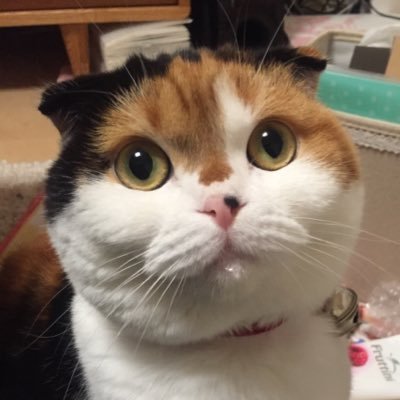 satorin18's profile picture. ボードゲーム積んでます