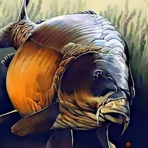 The Landing of any carp should be seen as an achievement, and to capture a particularly wary fish is an truly remarkable event