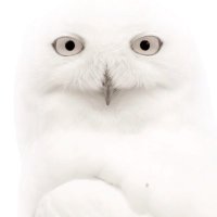 Sunsascha π (@sunsascha) 's Twitter Profile