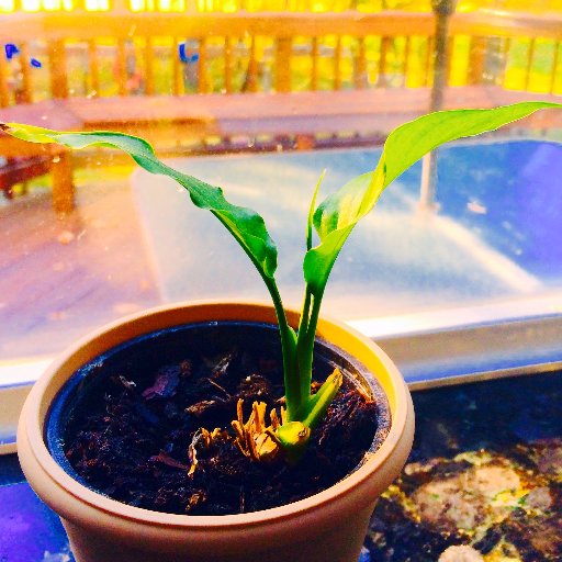 da_vegan's profile picture. I am simply a person that loves animals and wants to protect them. I mainly post pictures of vegan food so that people know that it isn't hard to be vegan. 🐇🐷🐮