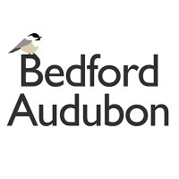 Bedford Audubon(@bedfordaudubon) 's Twitter Profile Photo