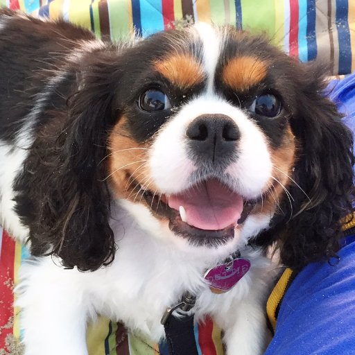 Bradley Nierenberg here and my main squeeze, Bitsy (Cavalier King Charles Spaniel). Documenting life with my dog. Dog blogger