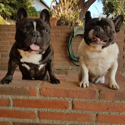 Parera_Dario's profile picture. 