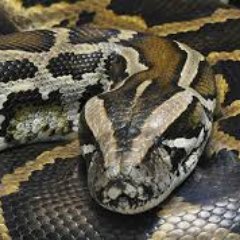 The Burmese Python is a invasive species in the Everglades of South Florida