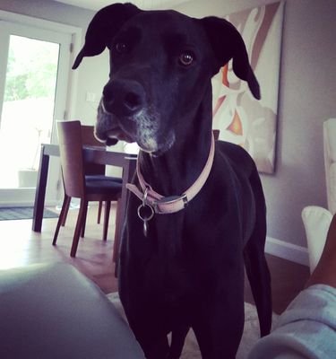 Lt_Dark's profile picture. 