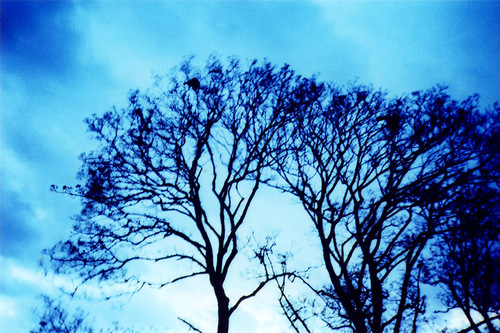 nryc_'s profile picture. Classic dinosaur. Slow reader.