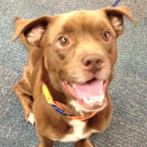 Hi!  I'm Davey.  I'm the tenth dog to be fostered as part of The @GreenvilleNews Newshound program. Take me home today for just $35!