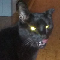 goblincat(@gleebix) 's Twitter Profile Photo