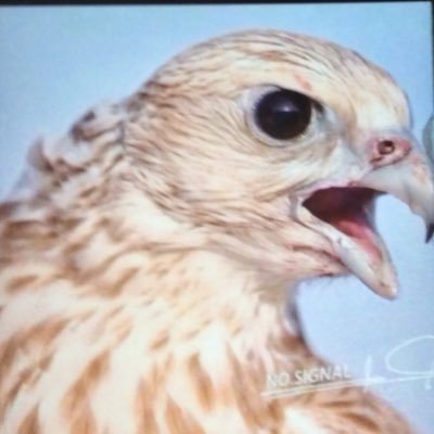 aMFun4ciB1uDpYF's profile picture. 