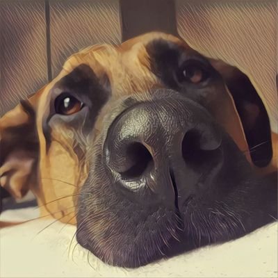 HugoDan01's profile picture. 