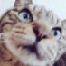 かのぷす (@canopussounds) Twitter profile photo かのぷす (@canopussounds) Twitter profile photo