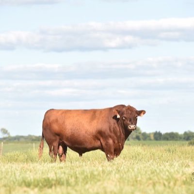 Balanced & Proven Genetics. Our roots in the cattle industry date back to 1955. Located where the Missouri tallgrass prairie meets the plains of Kansas.