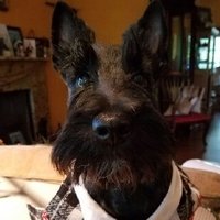 Candace Arnette (@arnettearts) 's Twitter Profile