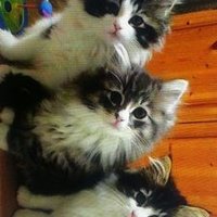 MorsAlfa (@morsalfan) Twitter profile photo