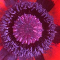 Berit Sunde (@benurse) 's Twitter Profile