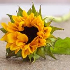 SunFairy10's profile picture. I am a: Writer | Professional CV Writer | Photographer | Cat lover | Bipolar Warrior | Virtual Assistant | Explorer Of My City