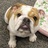 DrNutmegBulldog's profile image