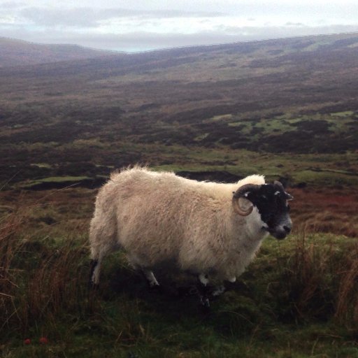 kosmas2's profile picture. 