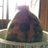 echobunnyのアイコン