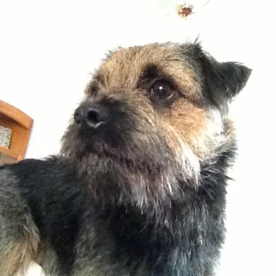 Jamie boy 31/10/11 - 4/7/22. Jessie girl 15/8/13 - 6/7/23