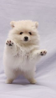 qUSMJoHgfk2dqY4's profile picture. K中→T学園
フェアリーズが大好きなJK
フェアリーズの中でもまひろちゃんが大好きです♪